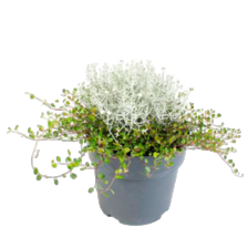 Herfstplant duo